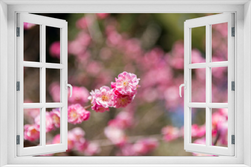 Fototapeta Naklejka Na Ścianę Okno 3D - Japanese plum(double‐petaled)