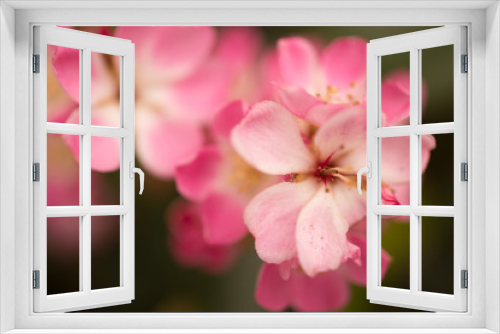 Fototapeta Naklejka Na Ścianę Okno 3D - Pink flower blossoms