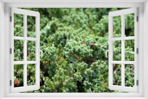 Fototapeta Naklejka Na Ścianę Okno 3D - Green Pine