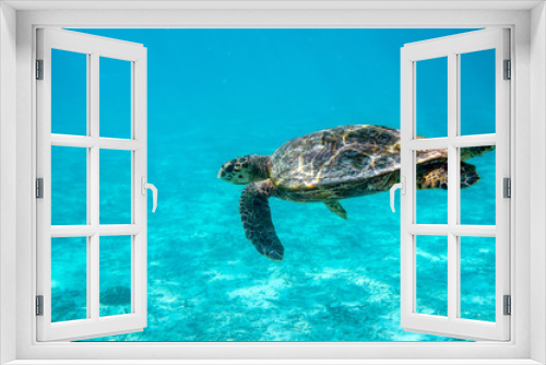 Fototapeta Naklejka Na Ścianę Okno 3D - Big old turtle