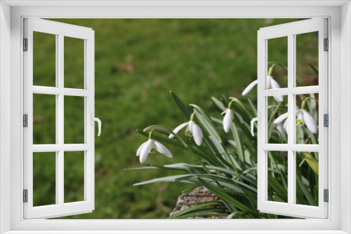 Fototapeta Naklejka Na Ścianę Okno 3D - Schneeglöckchen blühen