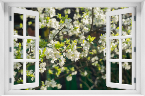 Fototapeta Naklejka Na Ścianę Okno 3D - Spring White Blooming Trees