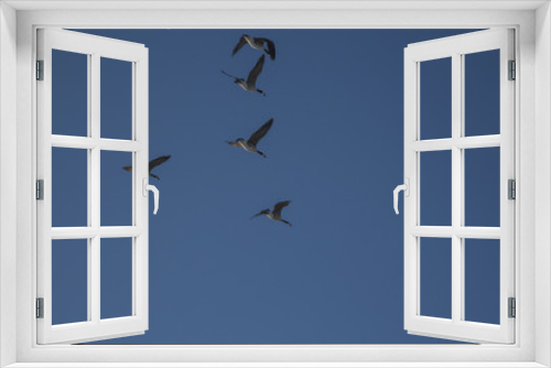 Fototapeta Naklejka Na Ścianę Okno 3D - canadian geese