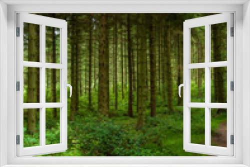 Fototapeta Naklejka Na Ścianę Okno 3D - Pine