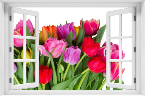 Fototapeta Naklejka Na Ścianę Okno 3D - fresh pink, purple and red tulips flowers isolated on white background