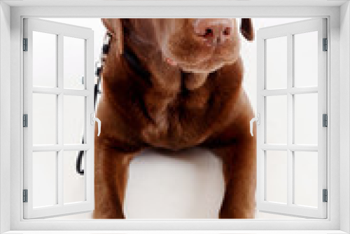 Fototapeta Naklejka Na Ścianę Okno 3D - The dog labrador sits paws forward. A brown dog. Good dog.