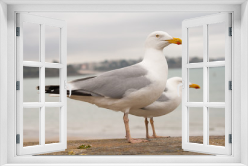Fototapeta Naklejka Na Ścianę Okno 3D - Two seagulls stand on an old wall front of the sea on a grey sky at Saint-Malo in Brittany France
