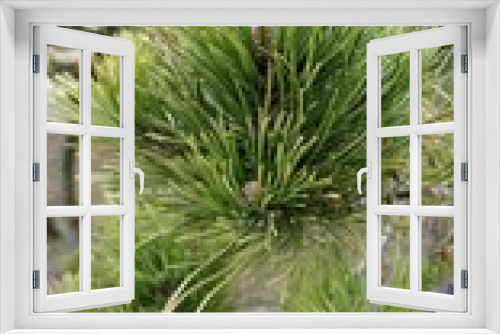 Fototapeta Naklejka Na Ścianę Okno 3D - pine