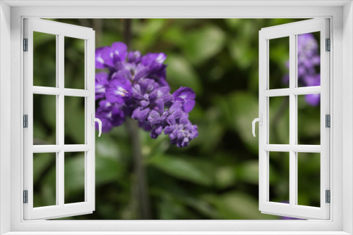 Fototapeta Naklejka Na Ścianę Okno 3D - blue lavender flowers Blooming 
