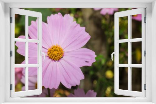 Fototapeta Naklejka Na Ścianę Okno 3D - Cosmos Flower Blooming in garden	
