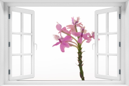 Fototapeta Naklejka Na Ścianę Okno 3D - Branch of blossoming tree with pink flowers