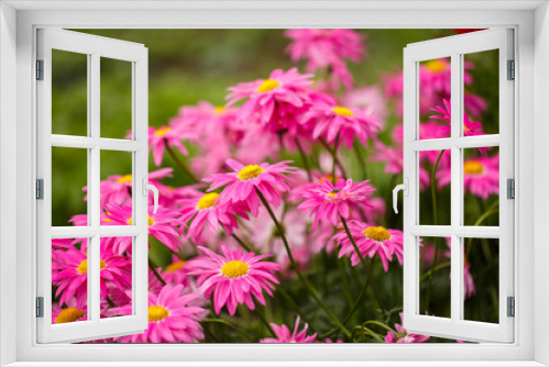Fototapeta Naklejka Na Ścianę Okno 3D - family pink flowers bloom