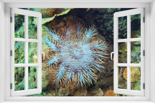 Fototapeta Naklejka Na Ścianę Okno 3D - Starfish