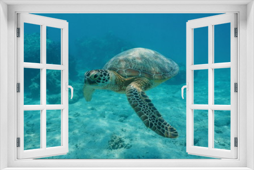 Fototapeta Naklejka Na Ścianę Okno 3D - A green sea turtle underwater, Chelonia mydas, lagoon of Bora Bora, Pacific ocean, French Polynesia
