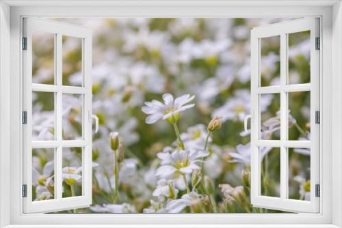 Fototapeta Naklejka Na Ścianę Okno 3D - white flowers daisies