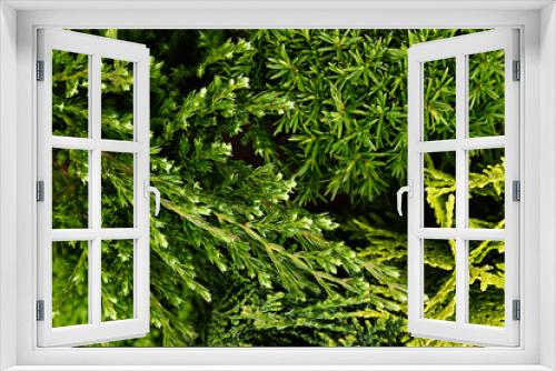 Fototapeta Naklejka Na Ścianę Okno 3D - Young green different conifer branches top view  close up background.