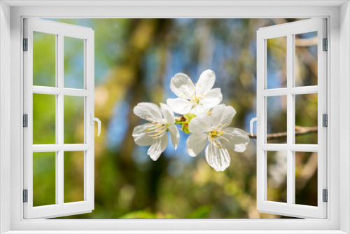 Fototapeta Naklejka Na Ścianę Okno 3D - Cluster of White Tree Blossoms - Hawthorn tree
