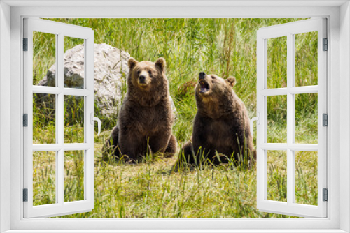 Fototapeta Naklejka Na Ścianę Okno 3D - Braunbär - Ursus arctos