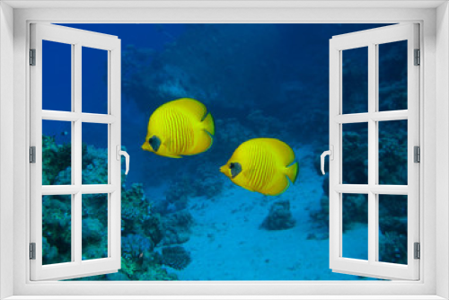 Fototapeta Naklejka Na Ścianę Okno 3D - Falterfische am Wrack