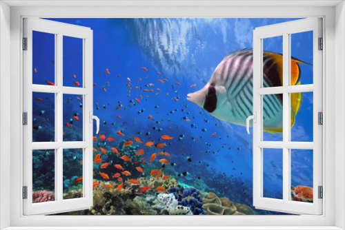Fototapeta Naklejka Na Ścianę Okno 3D - Photo of a tropical Fish on a coral reef