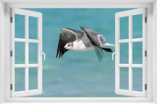 Fototapeta Naklejka Na Ścianę Okno 3D - Laughing Gull Standing in Flight over Ocean