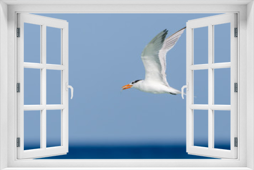 Fototapeta Naklejka Na Ścianę Okno 3D - Royal Tern in Flight on Blue Sky