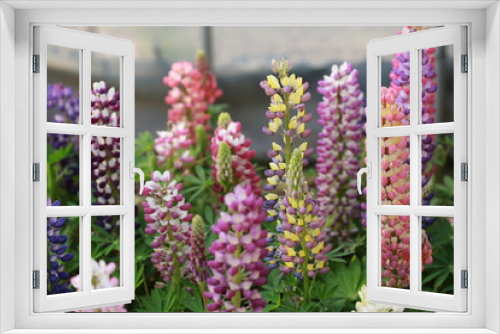Fototapeta Naklejka Na Ścianę Okno 3D - 春に咲く花