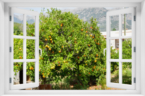 Fototapeta Naklejka Na Ścianę Okno 3D - Orangenbaum in einem Garten auf Mallorca