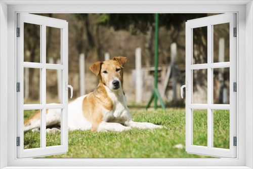 Fototapeta Naklejka Na Ścianę Okno 3D - foxterrier taking a nap