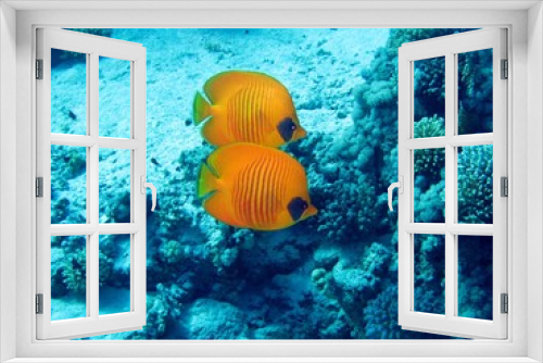 Fototapeta Naklejka Na Ścianę Okno 3D - Butterfly fishes in the Red Sea  