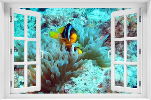 Fototapeta Naklejka Na Ścianę Okno 3D - Clown fishes in the Red Sea 