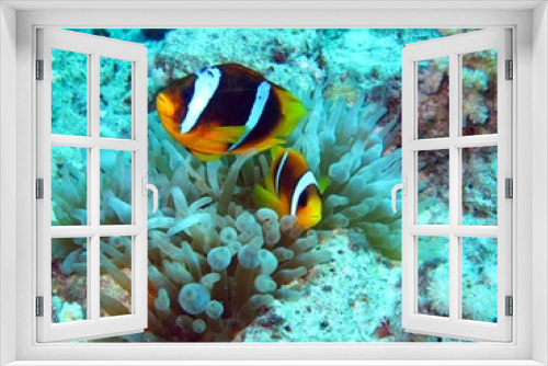 Fototapeta Naklejka Na Ścianę Okno 3D - Clown fishes in the Red Sea 