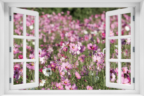 Fototapeta Naklejka Na Ścianę Okno 3D - Cosmos flowers background