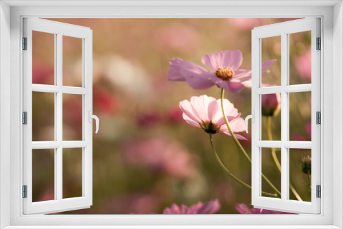 Fototapeta Naklejka Na Ścianę Okno 3D - Beautiful Cosmos Flower Background