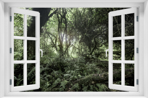 Fototapeta Naklejka Na Ścianę Okno 3D - Old growth forest in Nord Kivu, DRC