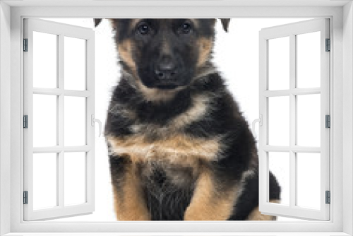 Fototapeta Naklejka Na Ścianę Okno 3D - Puppy German Shepherd Dog sitting, 2 months old , isolated on wh