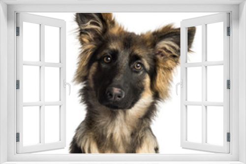 Fototapeta Naklejka Na Ścianę Okno 3D - Close-up of a German Shepherd Dog puppy, 4 months old, isolated