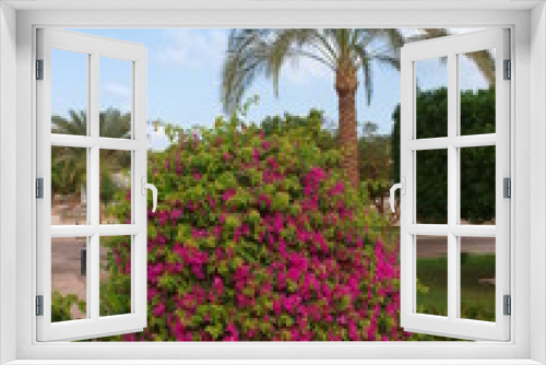Fototapeta Naklejka Na Ścianę Okno 3D - Blumen, Blüten