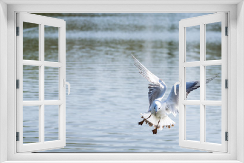 Fototapeta Naklejka Na Ścianę Okno 3D - Seagull coming into land on water with webbed feet outstretched