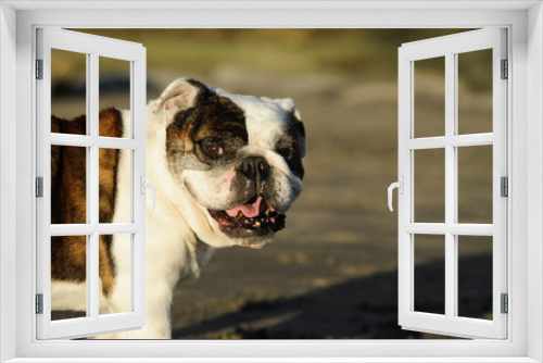 Fototapeta Naklejka Na Ścianę Okno 3D - English Bulldog portrait