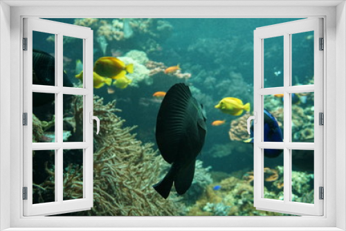 Fototapeta Naklejka Na Ścianę Okno 3D - im Aquarium