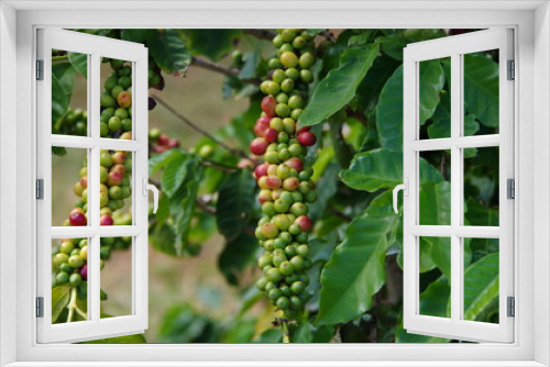 Fototapeta Naklejka Na Ścianę Okno 3D - Kaffeepflanze
