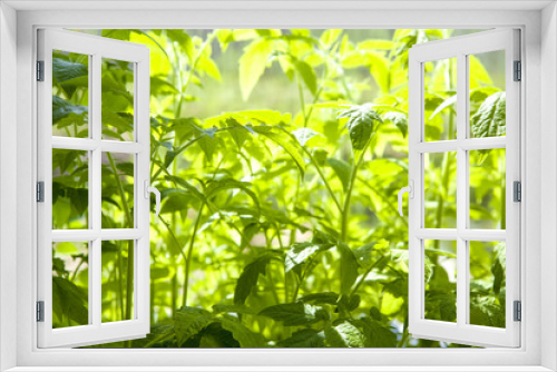 Fototapeta Naklejka Na Ścianę Okno 3D - Young green sprouts tomato
