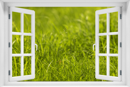 Fototapeta Naklejka Na Ścianę Okno 3D - Grass Background./Grass Background 