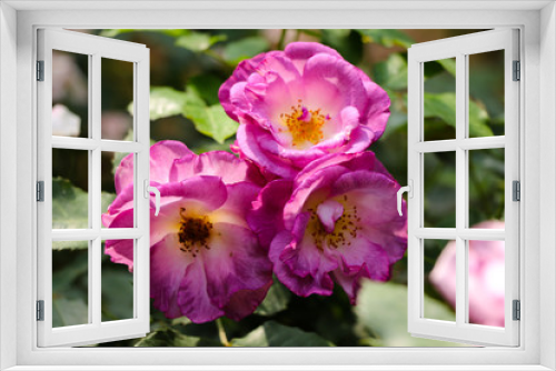 Fototapeta Naklejka Na Ścianę Okno 3D - Wild purple rose flowers