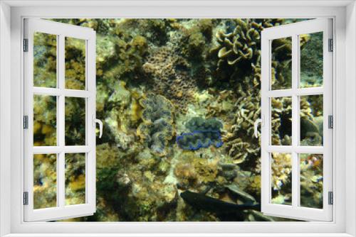 Fototapeta Naklejka Na Ścianę Okno 3D - Three maxima clams