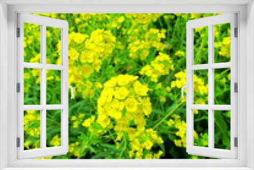 Fototapeta Naklejka Na Ścianę Okno 3D - 野原の菜の花