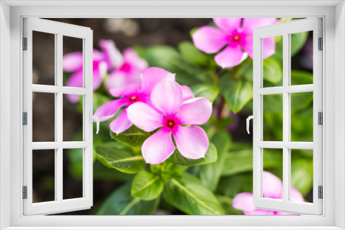 Fototapeta Naklejka Na Ścianę Okno 3D - Flowers in the garden