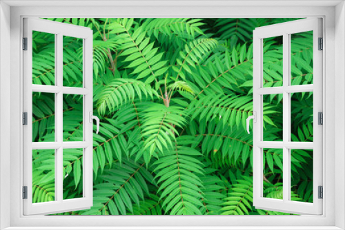 Fototapeta Naklejka Na Ścianę Okno 3D - close up on plant with fresh green leaves