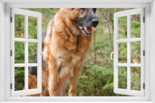 Fototapeta Naklejka Na Ścianę Okno 3D - German Shepherd dog posing in a forest standing on a stump, spring